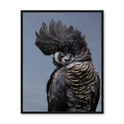 RAYELL Black Cockatoo Coasters - Set Of 4 Ceramic With Cork Backing