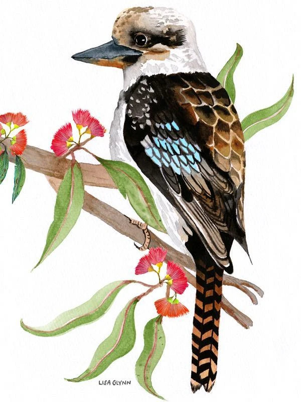 Lisa Glynn Kookaburra Tea Towel 100% Cotton Designed In Australia - Image 4