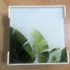 Rayell GLA337 Ceramic Coaster Set Of 6 Palm Leaf